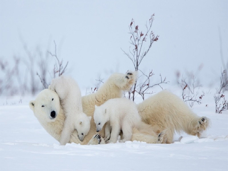 试管移植44岁,试管卵子质量等级